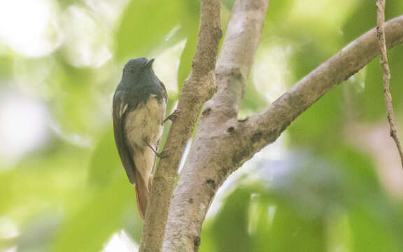 Philentoma pyrhoptera (Temminck 1836)的圖片