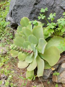 Image of Aeonium canariense subsp. virgineum (Webb) Bañares