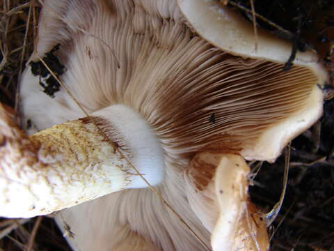 Imagem de Pholiota brunnescens A. H. Sm. & Hesler 1968