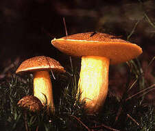 Imagem de Suillus variegatus (Sw.) Richon & Roze 1888