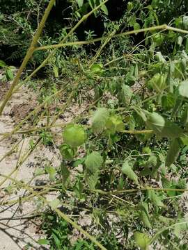 Image of Physalis pruinosa L.