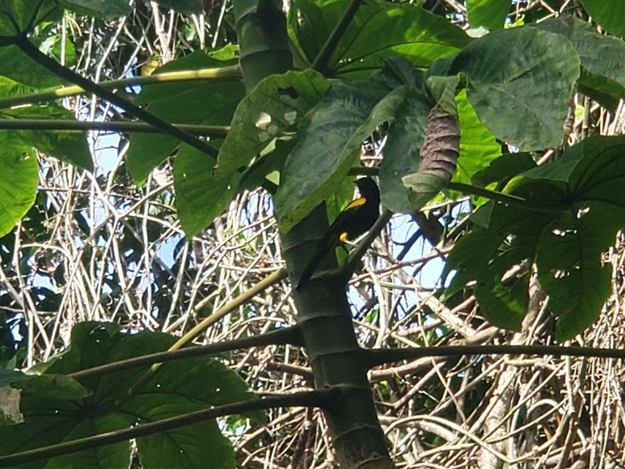 Image of Puerto Rican Oriole