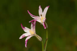 Image of Leucocoryne alliacea Lindl.