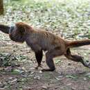 Image of Southern Brown Howler Monkey