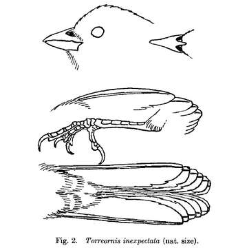 Image de Torreornis Barbour, Peters & JL 1927