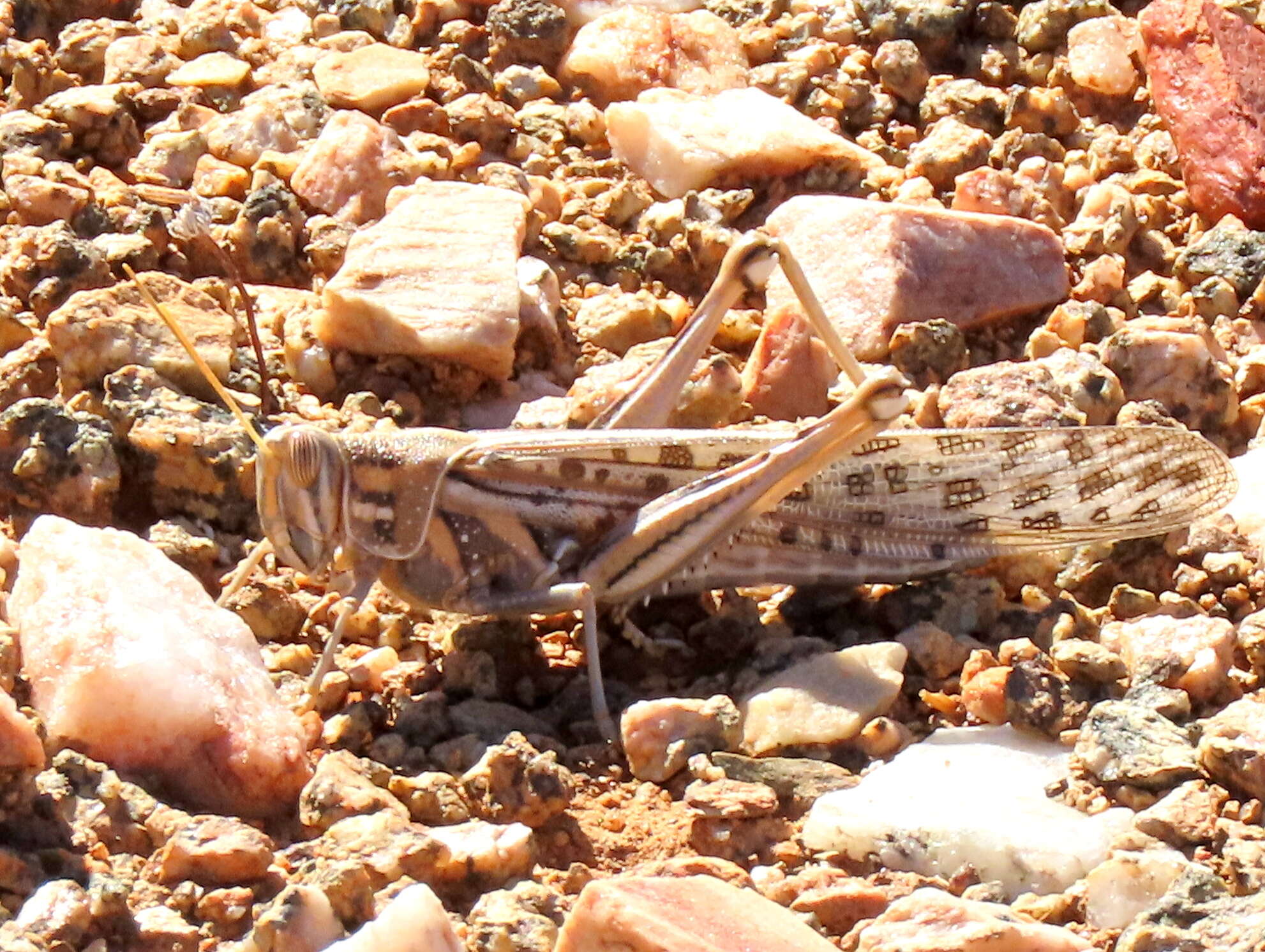 Schistocerca gregaria flaviventris (Burmeister & H. 1838) resmi