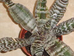 Image of Cryptanthus
