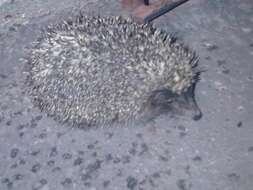 Image of Northern White-Breasted Hedgehog