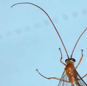 Image of Enicospilus coarctatus (Brulle 1846)