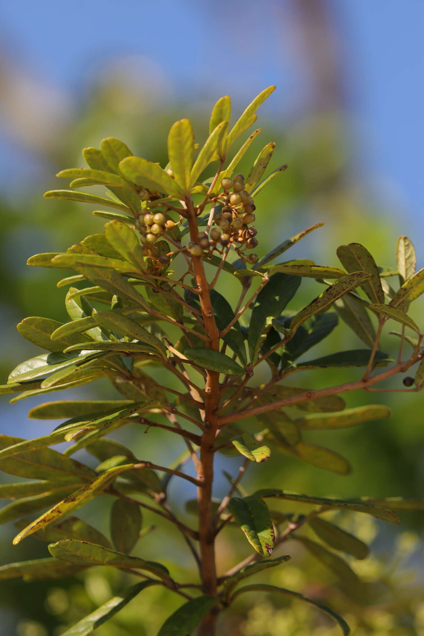 Vitex chrysomallum Steud. resmi