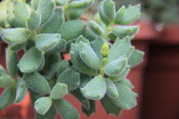 Image of Cotyledon tomentosa Harv.