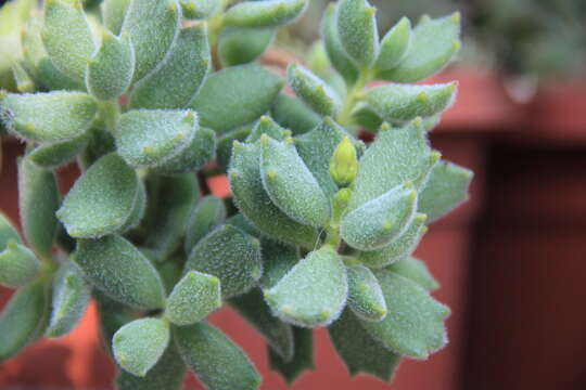 Image of Cotyledon tomentosa Harv.