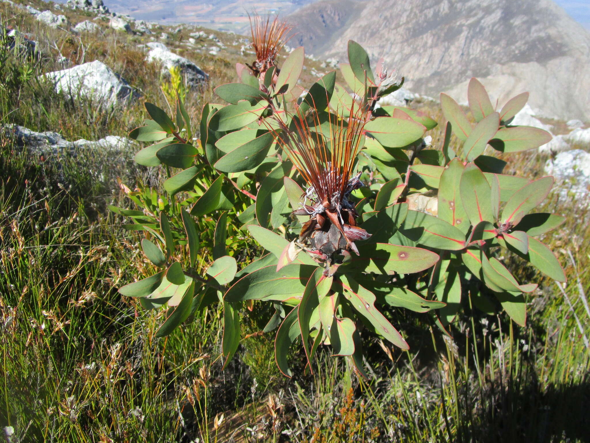 Imagem de Protea aurea subsp. aurea