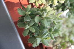 Image of Cotyledon tomentosa Harv.