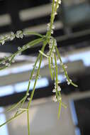 Image of Mistletoe Cactus