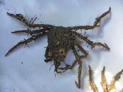 Image of graceful decorator crab