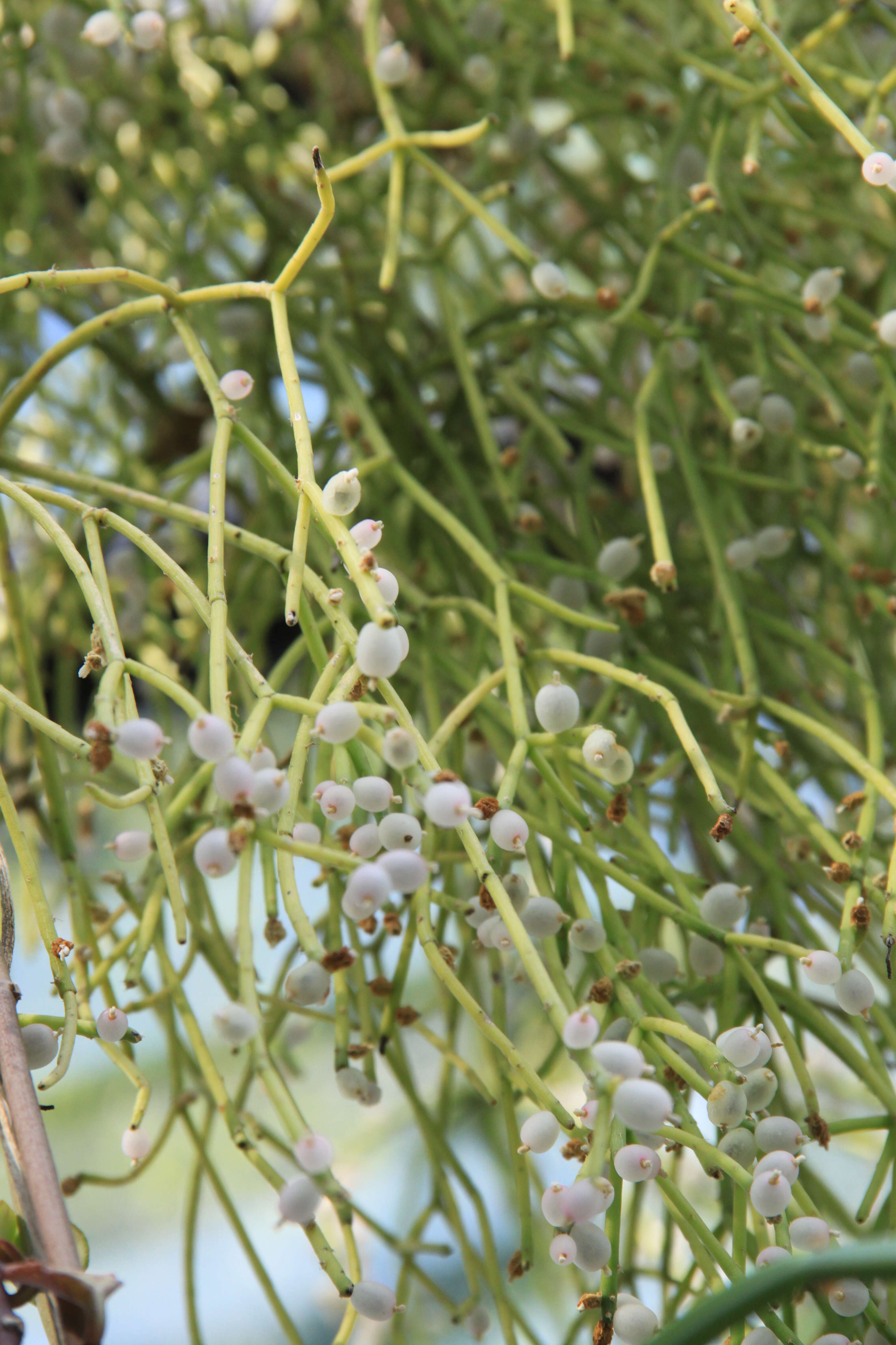 Image of Mistletoe Cactus