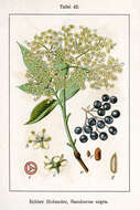 Imagem de Sambucus nigra L.