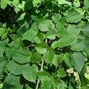 Image of Tilia dasystyla subsp. multiflora (Ledeb.) Pigott