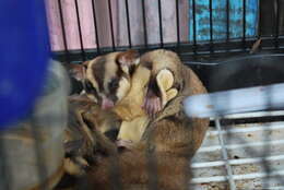 Image of Squirrel Glider