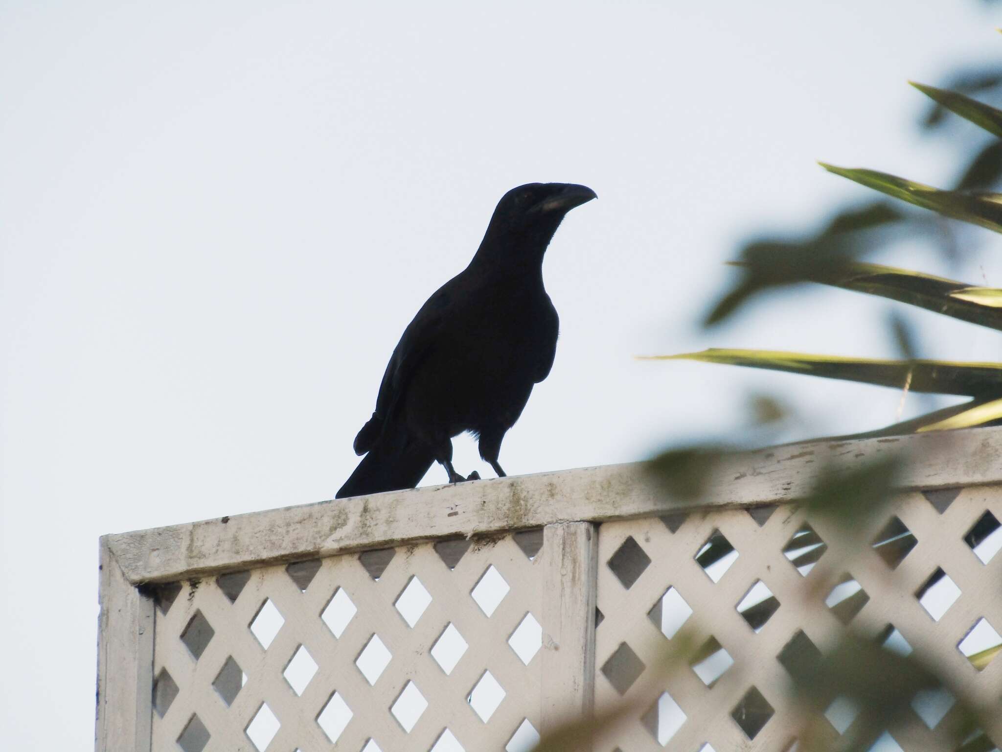 Imagem de Corvus jamaicensis Gmelin & JF 1788