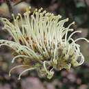 Imagem de Grevillea willisii R. V. Smith & Mc Gill.