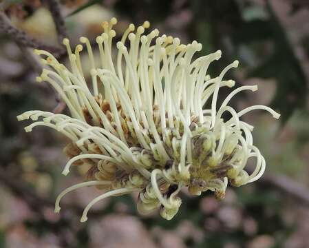 Image of Grevillea willisii R. V. Smith & Mc Gill.