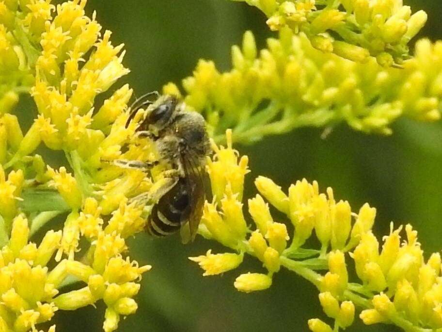 Image of Colletes compactus compactus Cresson 1868