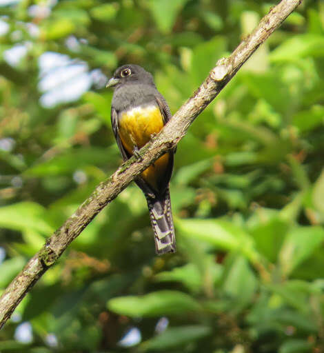 Image of Gartered Trogon