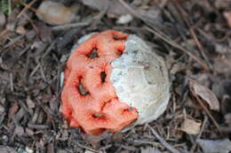 Image of Clathrus ruber P. Micheli ex Pers. 1801