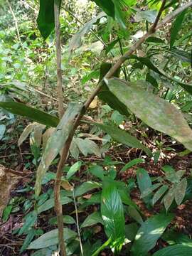 Image of Dracaena elliptica Thunb. & Dalm.