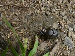 Image of Scooped Scarab