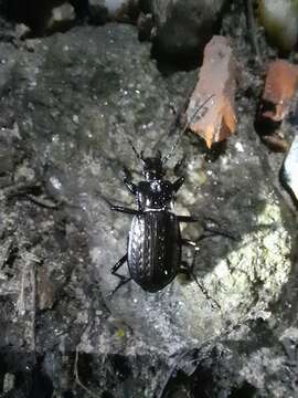 Image of Carabus (Carabus) granulatus interstitialis Duftschmid 1812