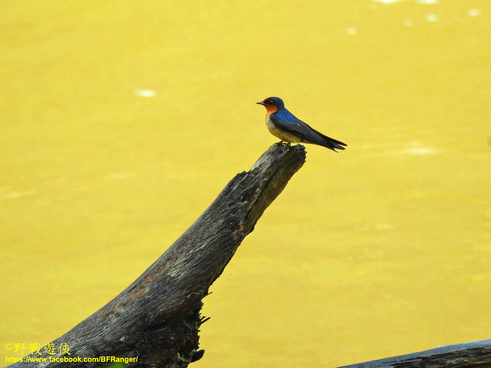 Image of Pacific Swallow