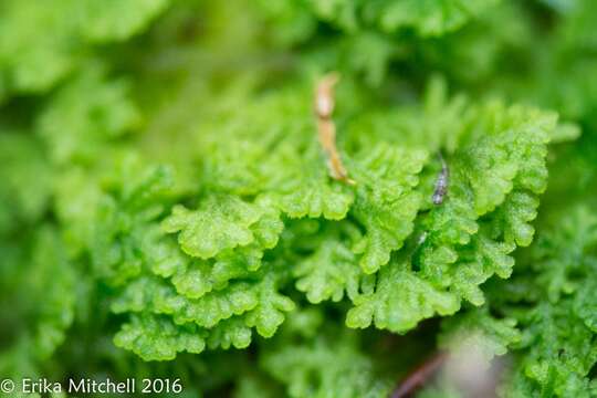 Image of Handsome Woollywort