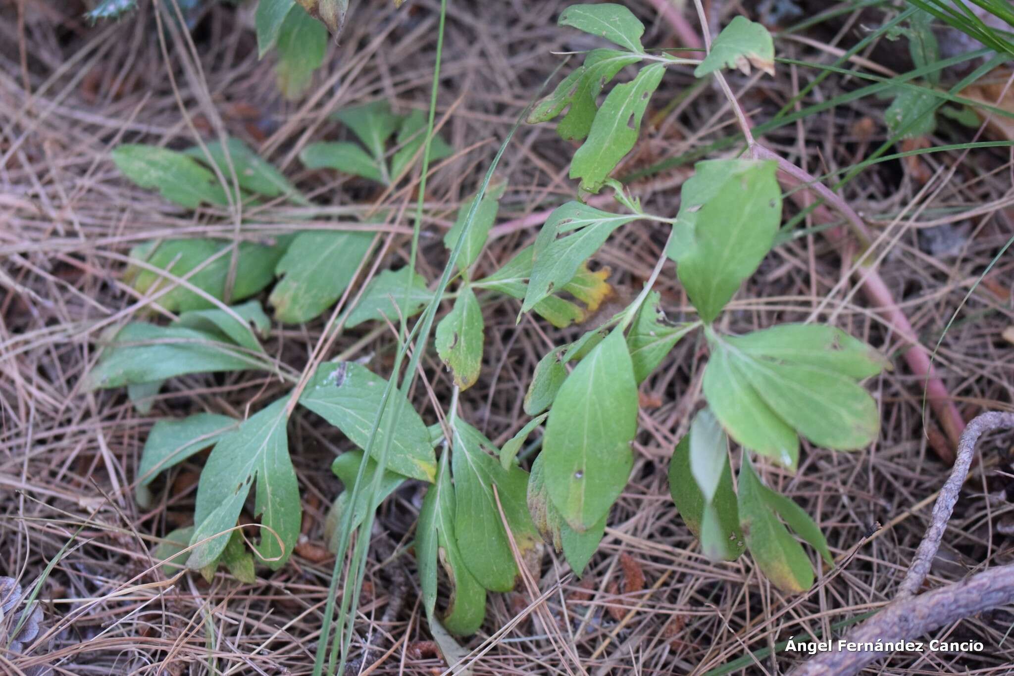 Image of Paeonia officinalis subsp. microcarpa (Boiss. & Reuter) Nyman