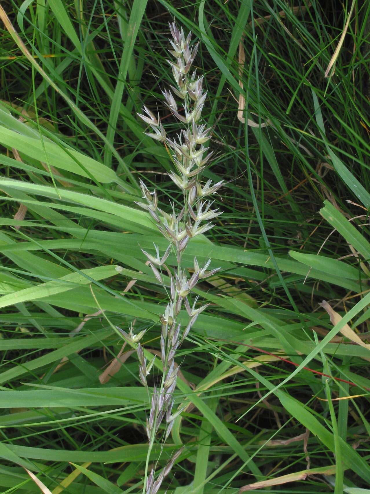 Image of Button Grass