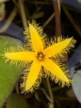 Image of Nymphoides grayanum (Griseb.) Kuntze