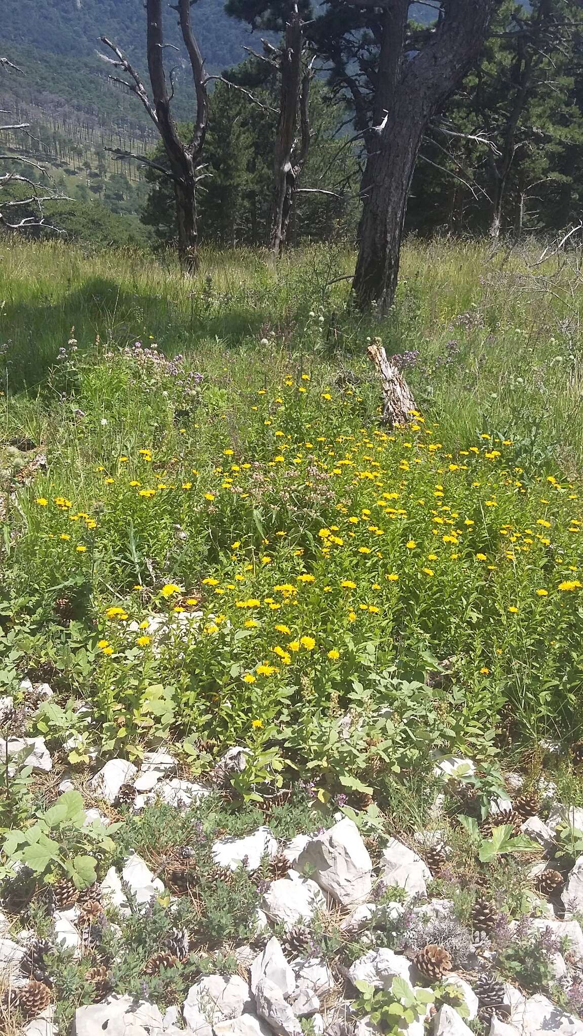 Plancia ëd Pentanema asperum (Poir.)