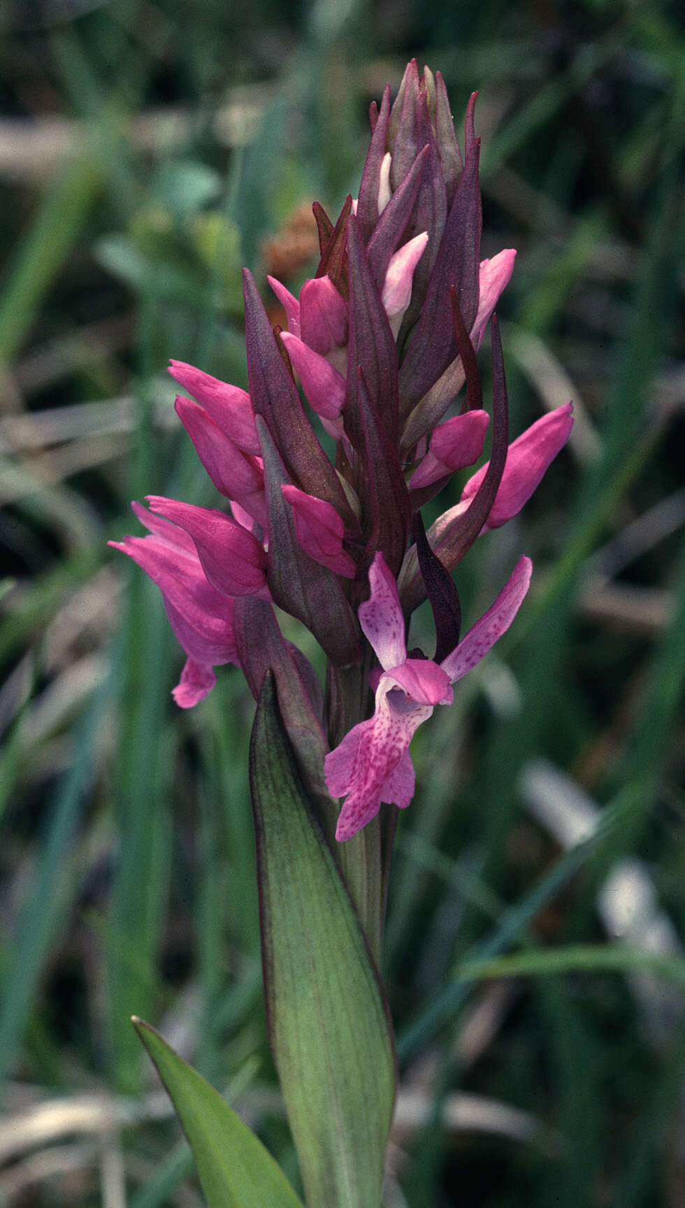 Image of Coeloglossum