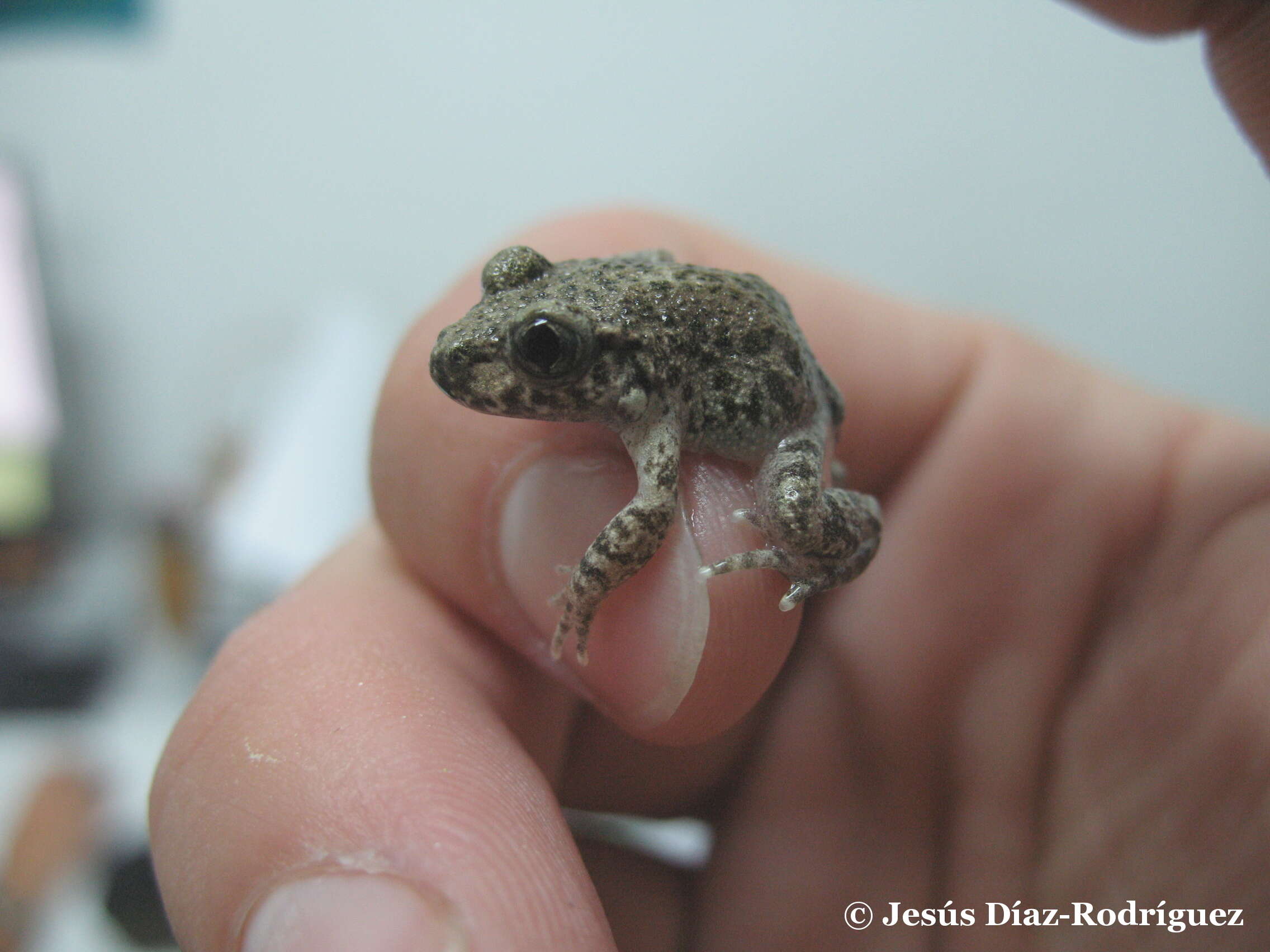 Image of Betic Midwife Toad