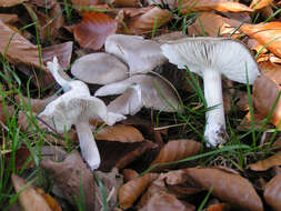 Image of Grey Agaric