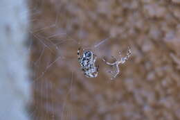 Image of Garden spider