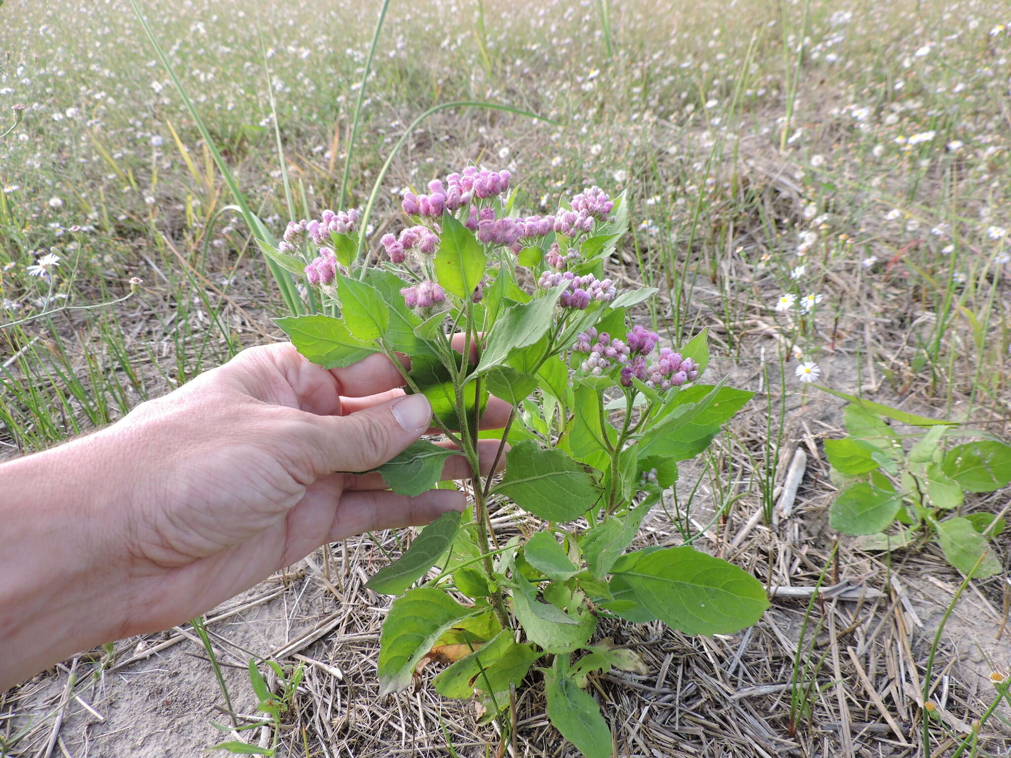 Pluchea odorata (L.) Cass. resmi