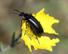 Image of Punctate Blister Beetle