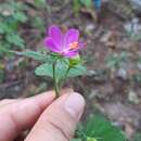 Hibiscus phoeniceus Jacq. resmi