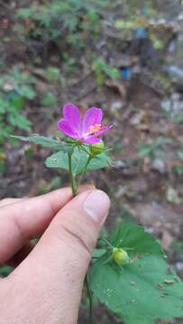 Imagem de Hibiscus phoeniceus Jacq.