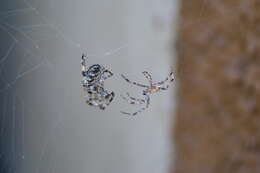 Image of Garden spider