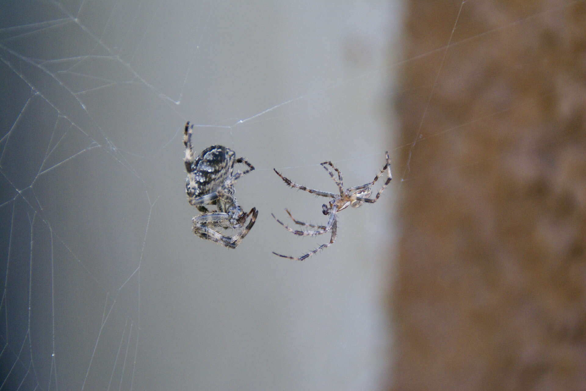 Image of Garden spider