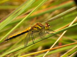 Image of black darter